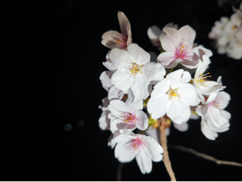 e5e11af58d4a4102bac4fdfa71b897cb.png e5e11af58d4a4102bac4fdfa71b897cb.png